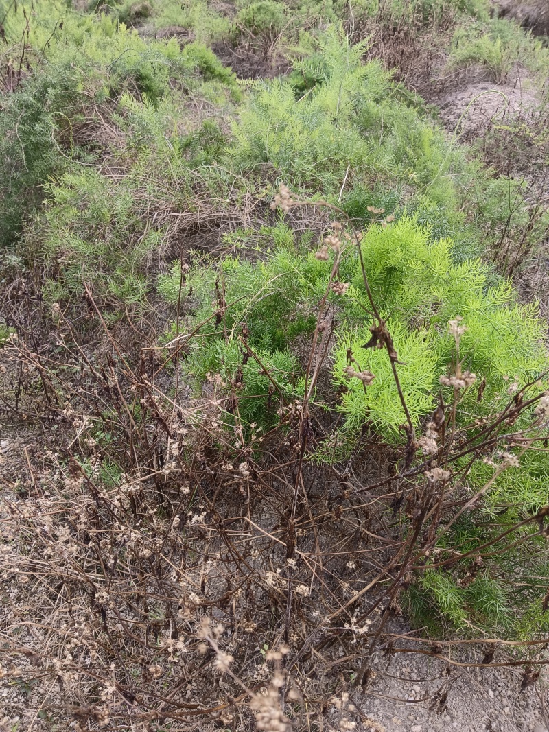 天冬除草天冬苗