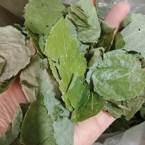 淫羊藿甘肃圆叶选货颜色好量大优惠