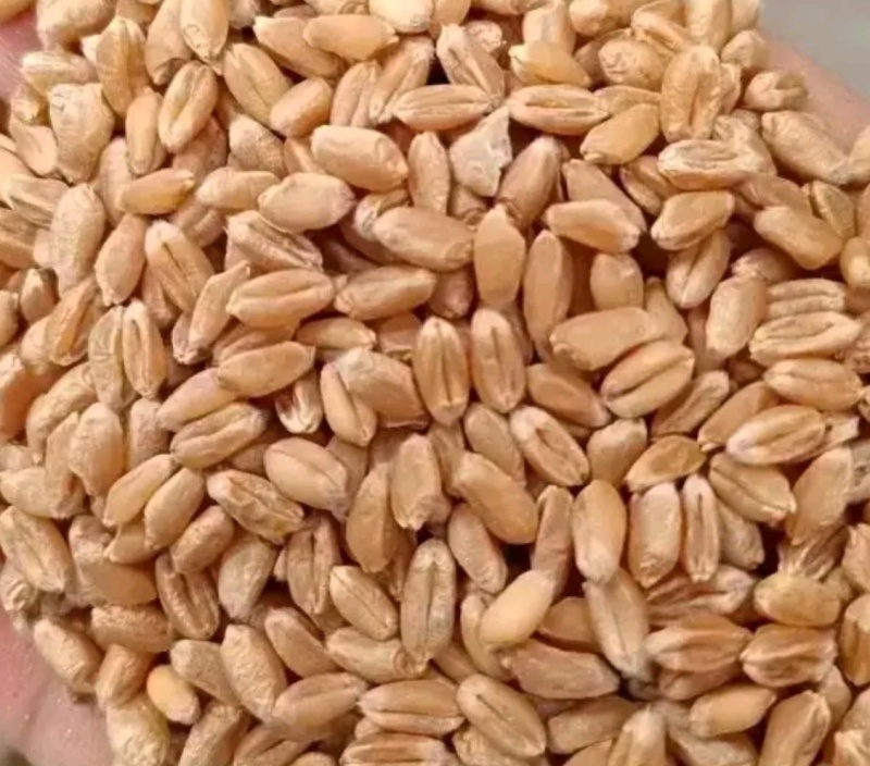 种植户
