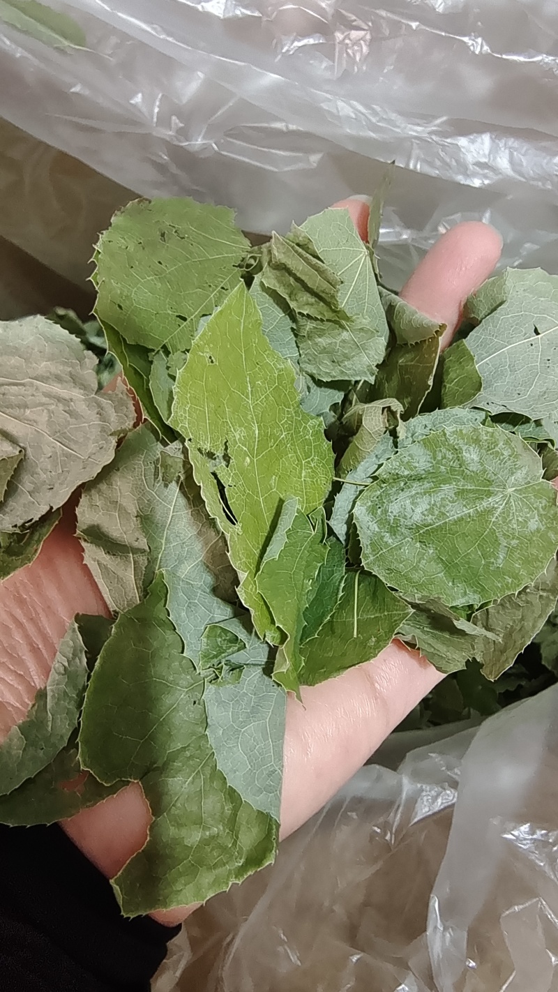 淫羊藿甘肃圆叶选货颜色好量大优惠