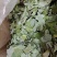 淫羊藿甘肃圆叶选货颜色好量大优惠