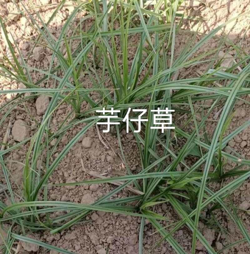 天冬除草天冬苗