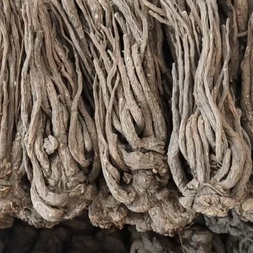 当归个子选货大条无硫量大优惠