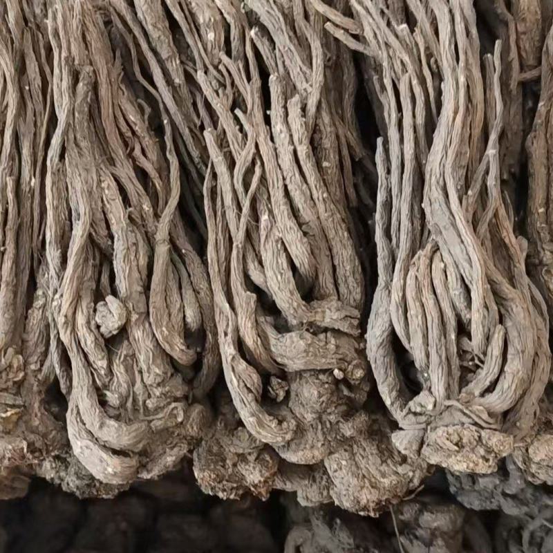 当归个子选货大条无硫量大优惠