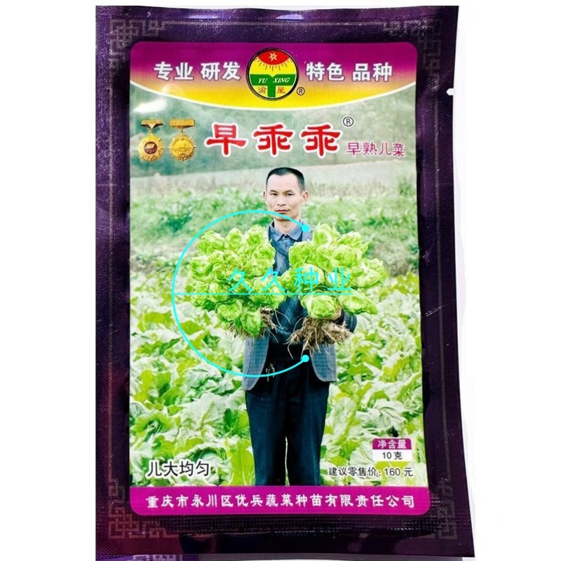 早乖乖早熟儿菜种子清香脆嫩早熟高产抗病商品性佳