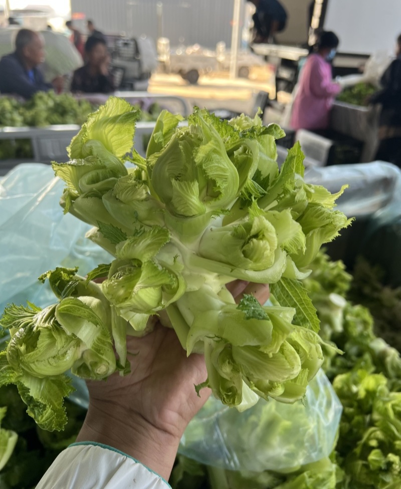 早乖乖早熟儿菜种子清香脆嫩早熟高产抗病商品性佳