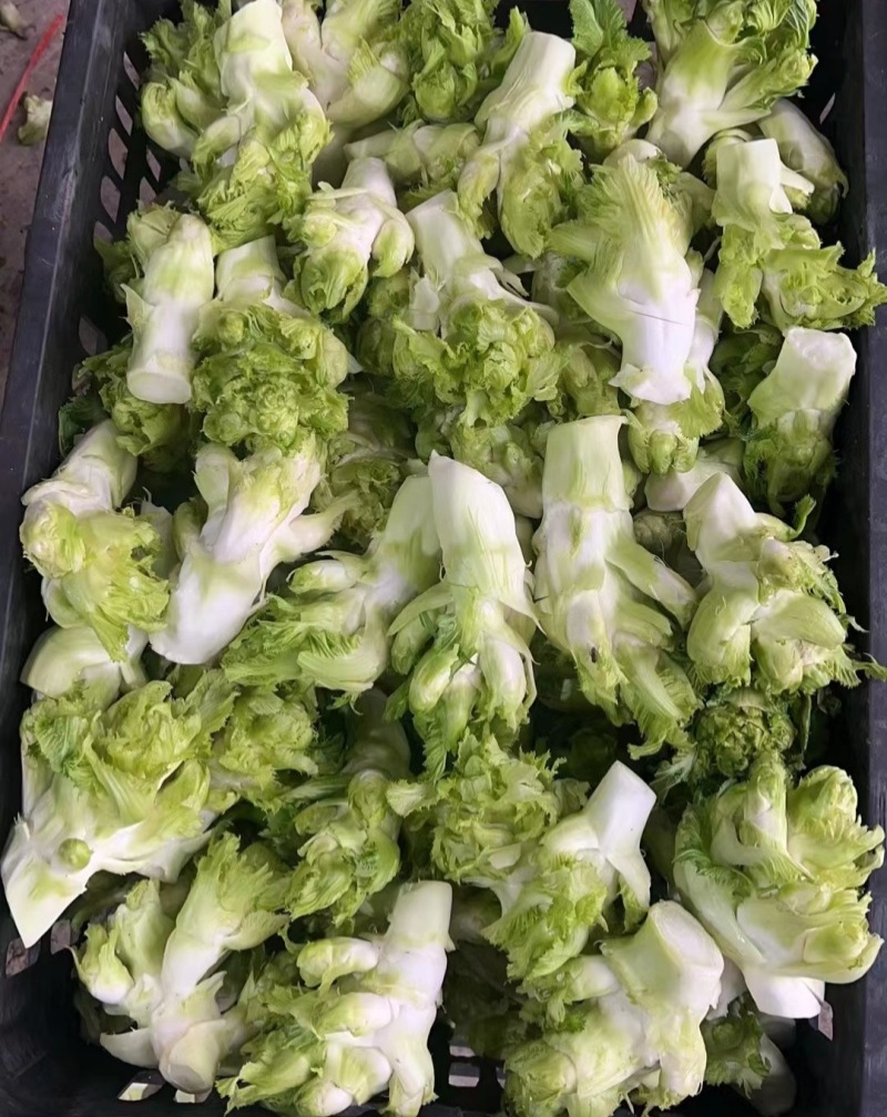 早乖乖早熟儿菜种子清香脆嫩早熟高产抗病商品性佳