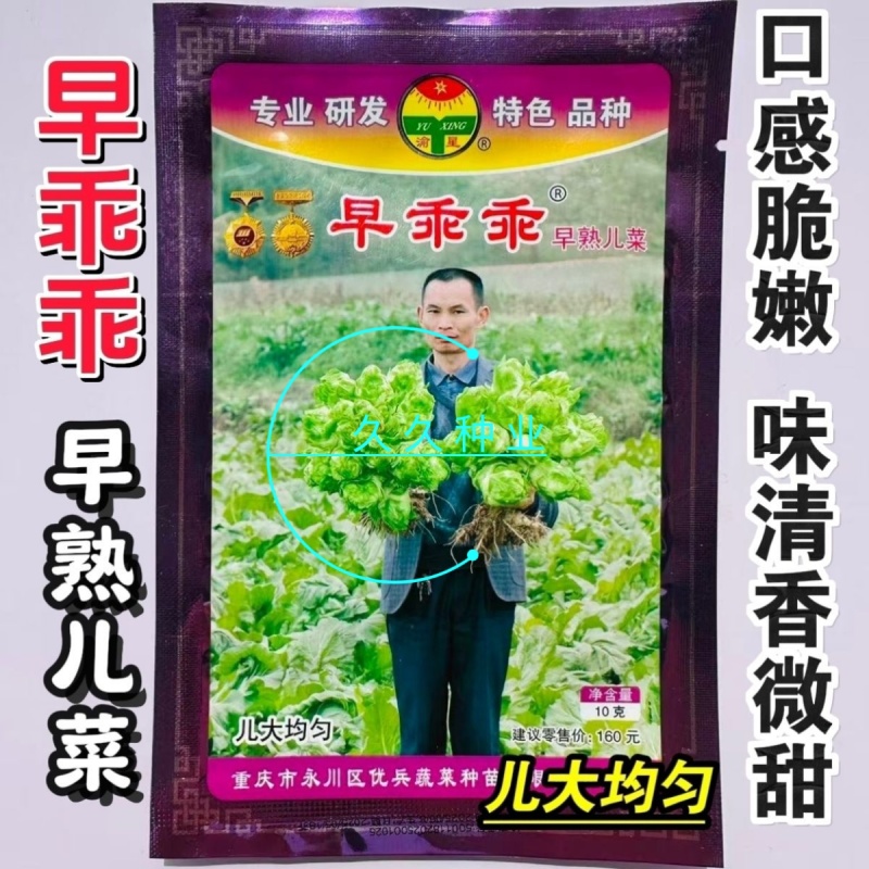 早乖乖早熟儿菜种子清香脆嫩早熟高产抗病商品性佳