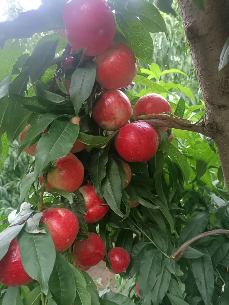 山西运城秦王超越超红福岛红桃大量上市