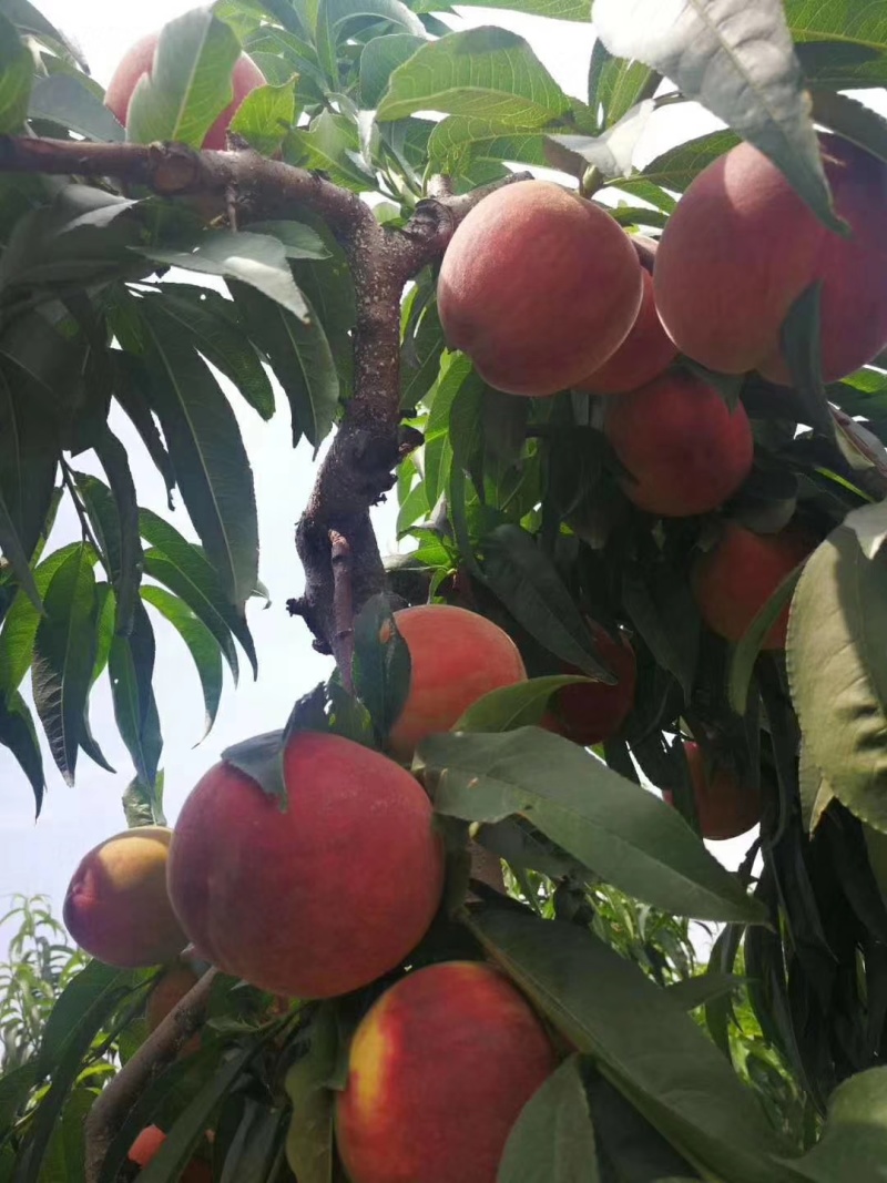 山西运城秦王超越超红福岛红桃大量上市
