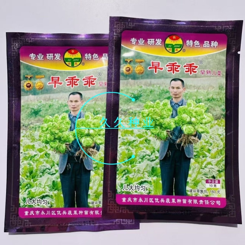 早乖乖早熟儿菜种子清香脆嫩早熟高产抗病商品性佳