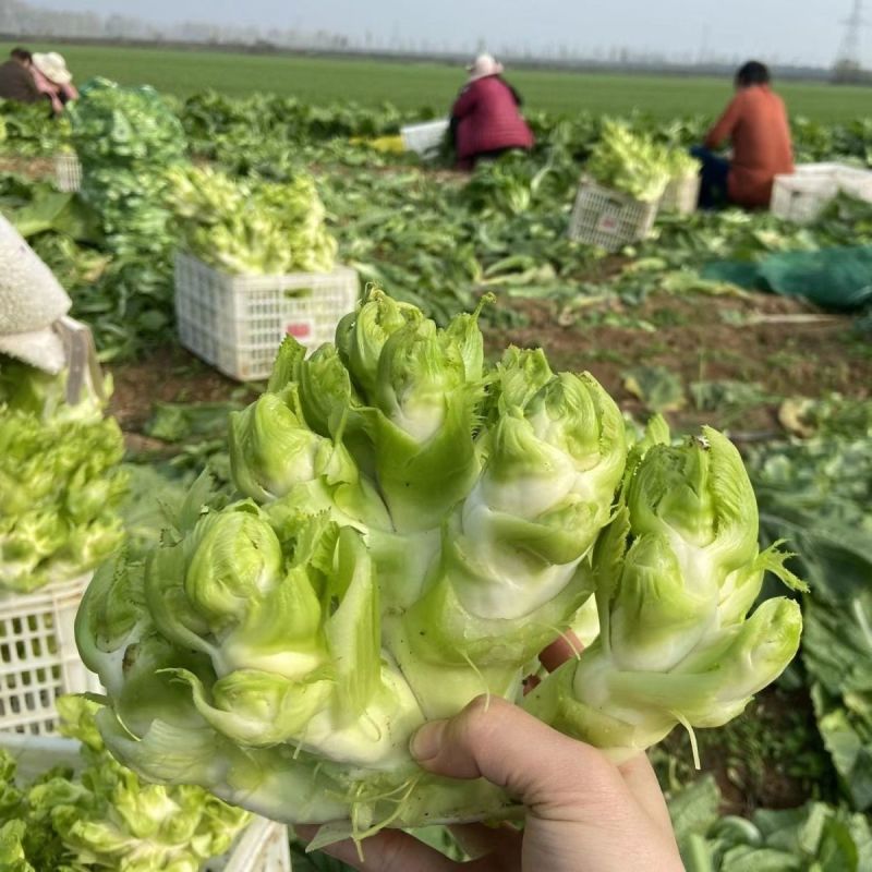 早乖乖早熟儿菜种子清香脆嫩早熟高产抗病商品性佳