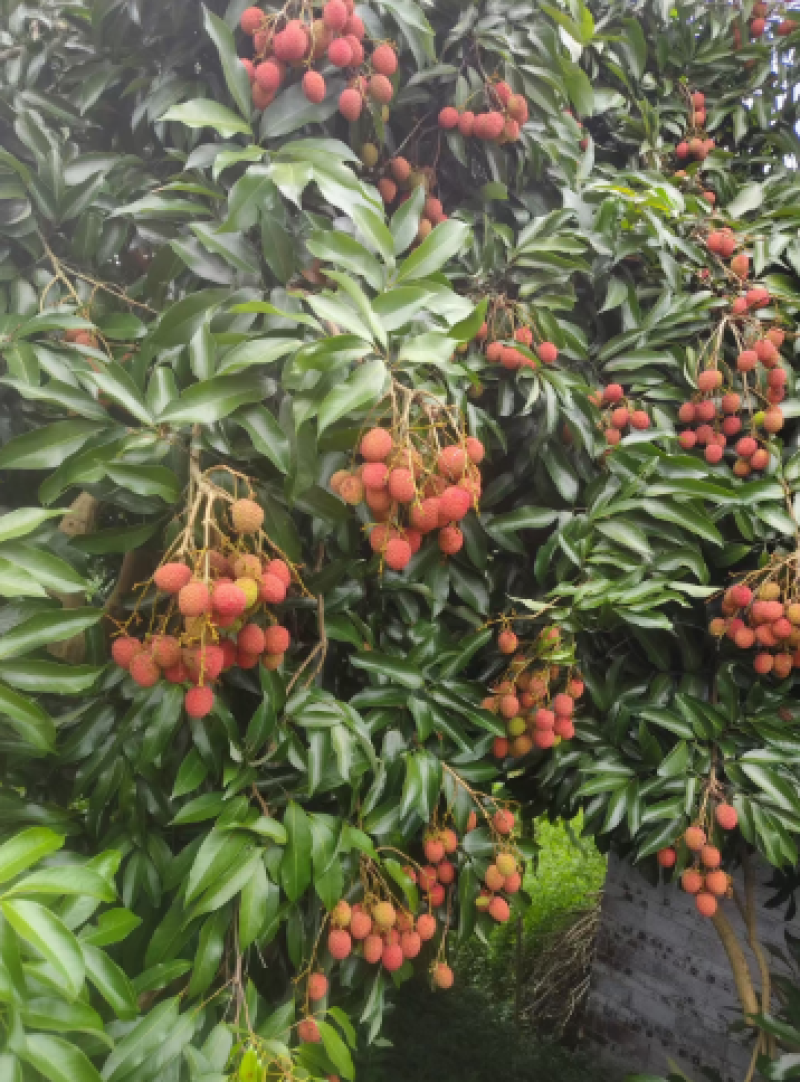 广东荔枝惠州荔枝专业一件代发，对接各大电商平台
