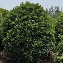 桂花球，高度80-2.5米，冠幅80-2米，各种层次规格
