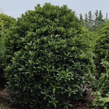 桂花球，高度80-2.5米，冠幅80-2米，各种层次规格