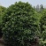 桂花球，高度80-2.5米，冠幅80-2米，各种层次规格