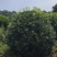 桂花球，高度80-2.5米，冠幅80-2米，各种层次规格