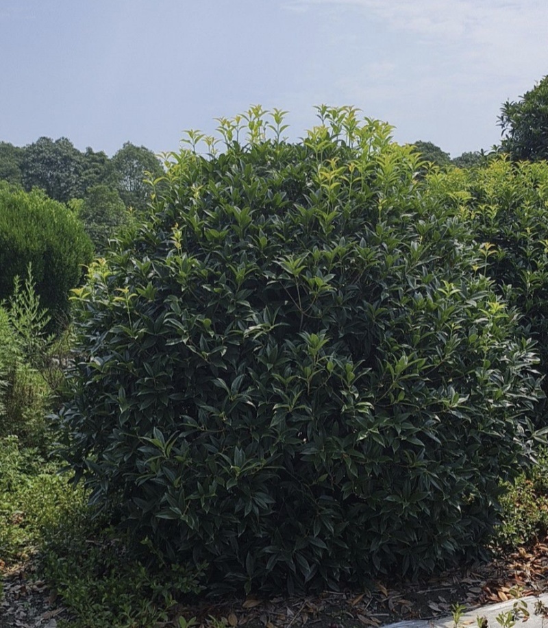 桂花球，高度80-2.5米，冠幅80-2米，各种层次规格