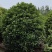 桂花球，高度80-2.5米，冠幅80-2米，各种层次规格