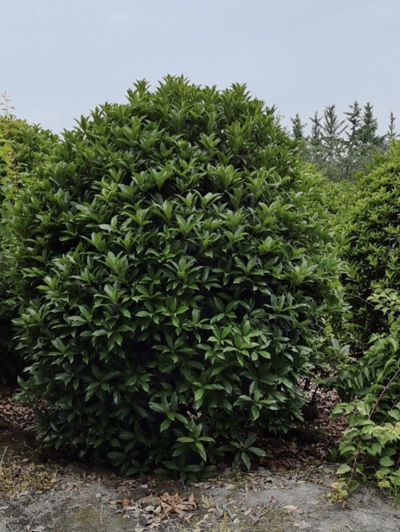 桂花球，高度80-2.5米，冠幅80-2米，各种层次规格