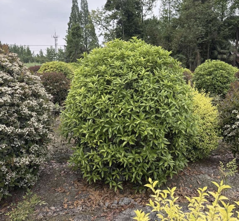 桂花球，高度80-2.5米，冠幅80-2米，各种层次规格