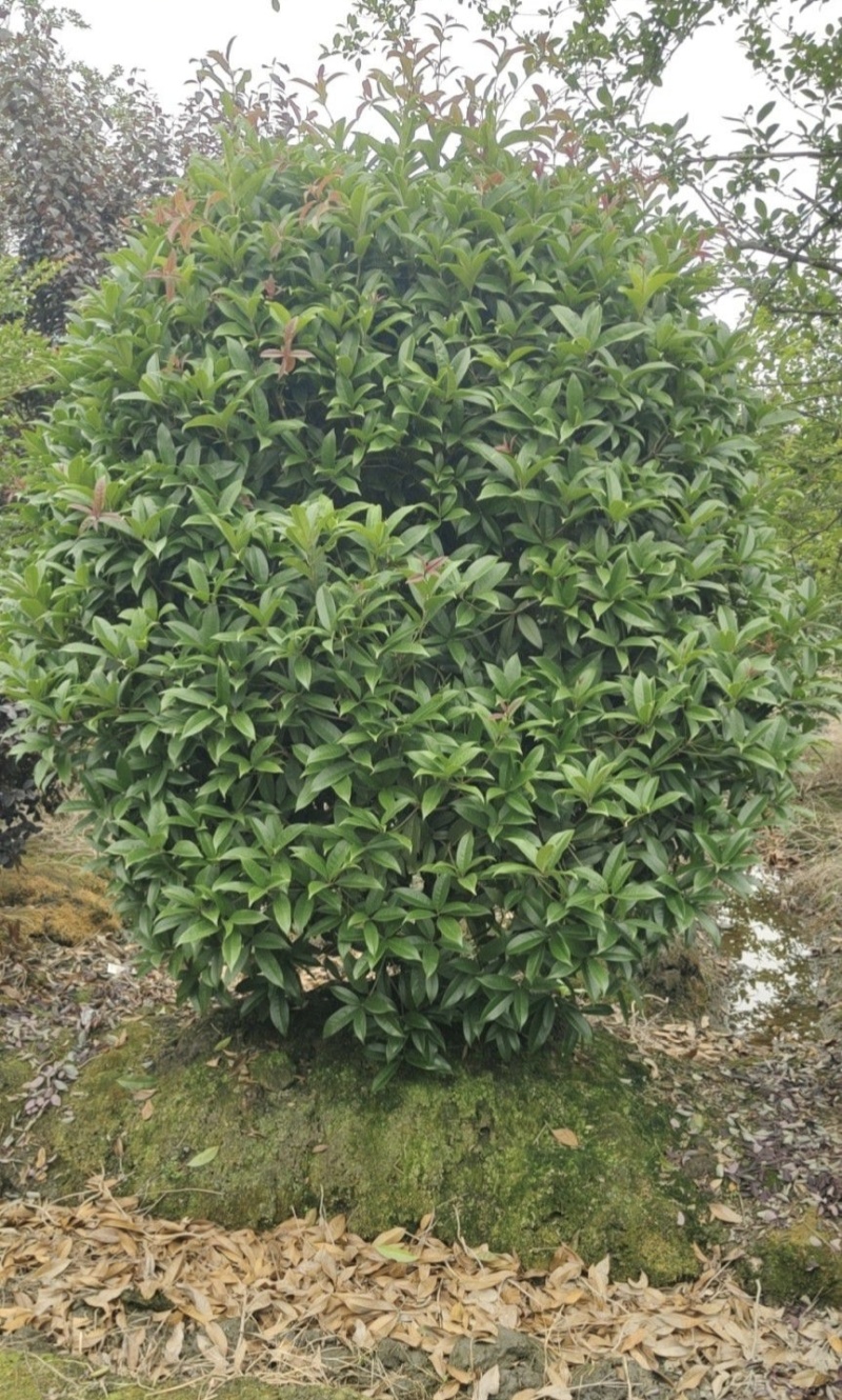 桂花球，高度80-2.5米，冠幅80-2米，各种层次规格