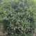桂花球，高度80-2.5米，冠幅80-2米，各种层次规格