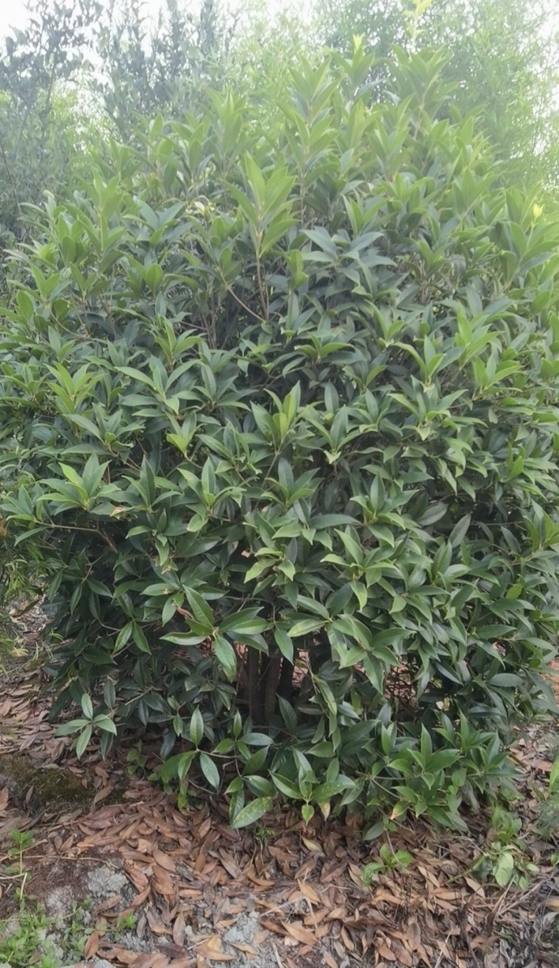 桂花球，高度80-2.5米，冠幅80-2米，各种层次规格