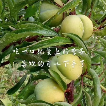 青脆李。蜂糖李