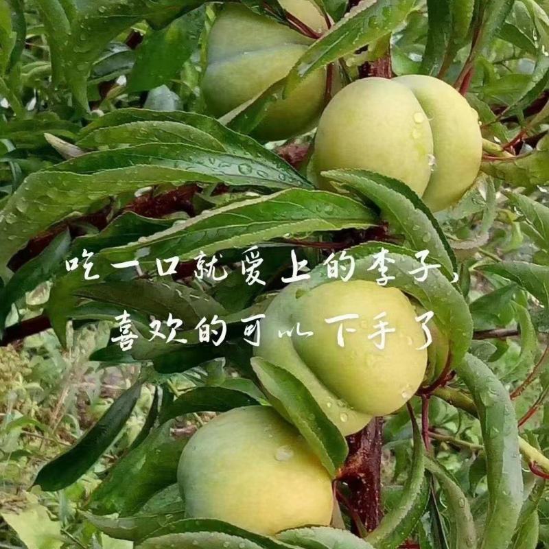 青脆李。蜂糖李