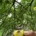 青脆李。蜂糖李