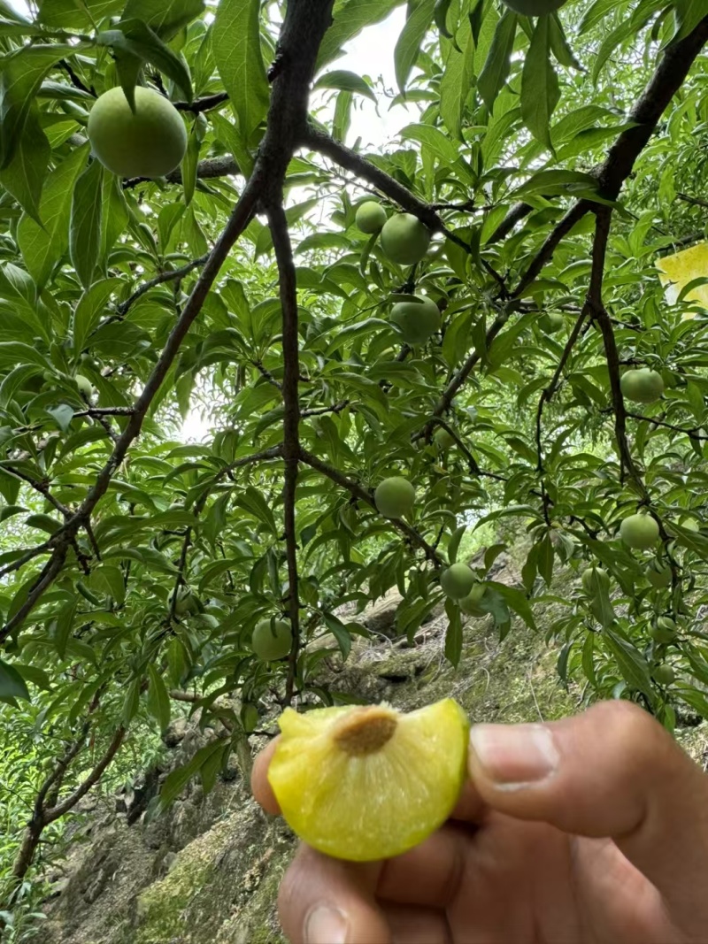 青脆李。蜂糖李