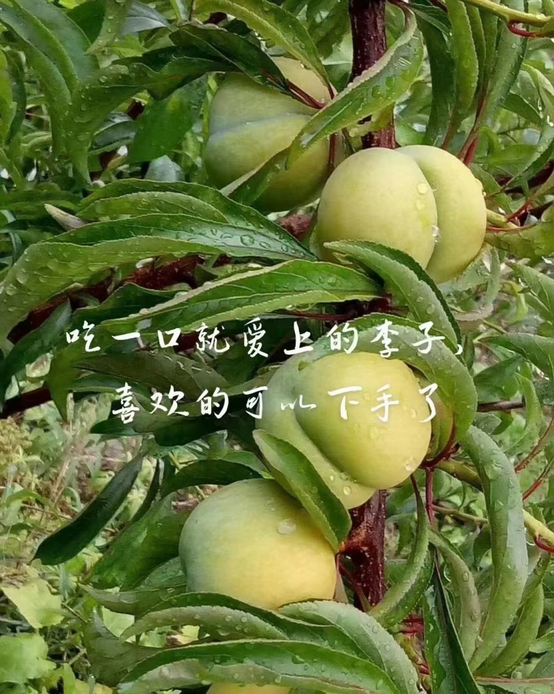 青脆李。蜂糖李
