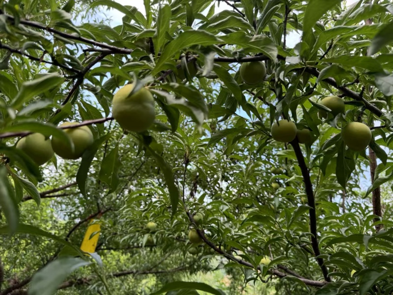 青脆李。蜂糖李