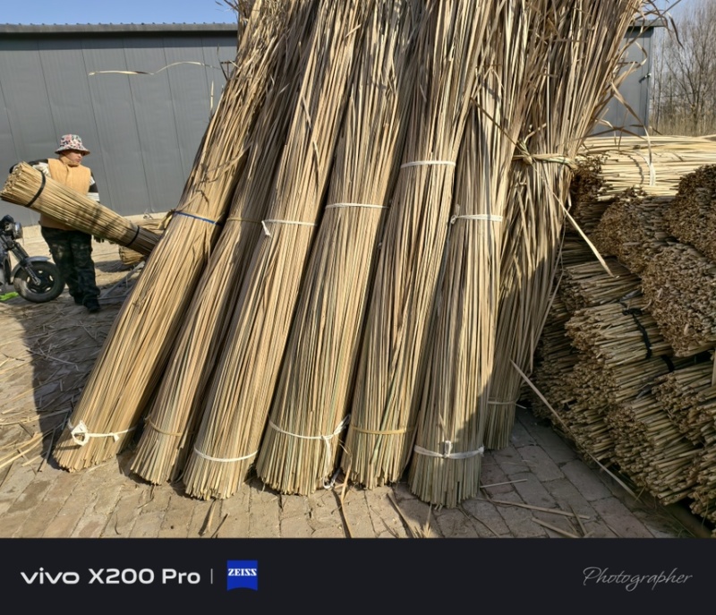 干蒲草可编草绳基地大量供应直供绿美园林绿化