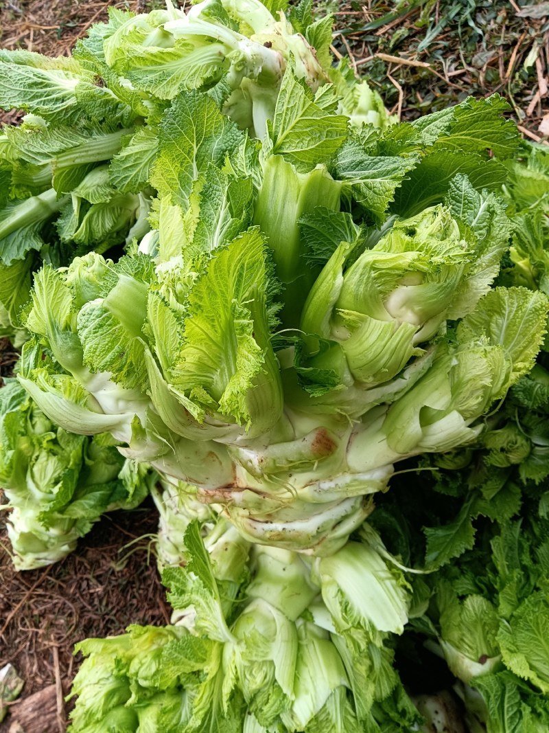 早妍早熟儿菜种子高产抗病耐抽薹脆嫩纤维少口感好菜园种蔬菜