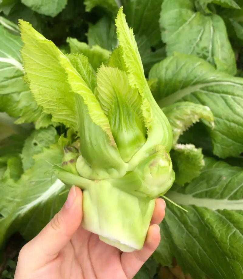 早妍早熟儿菜种子高产抗病耐抽薹脆嫩纤维少口感好菜园种蔬菜