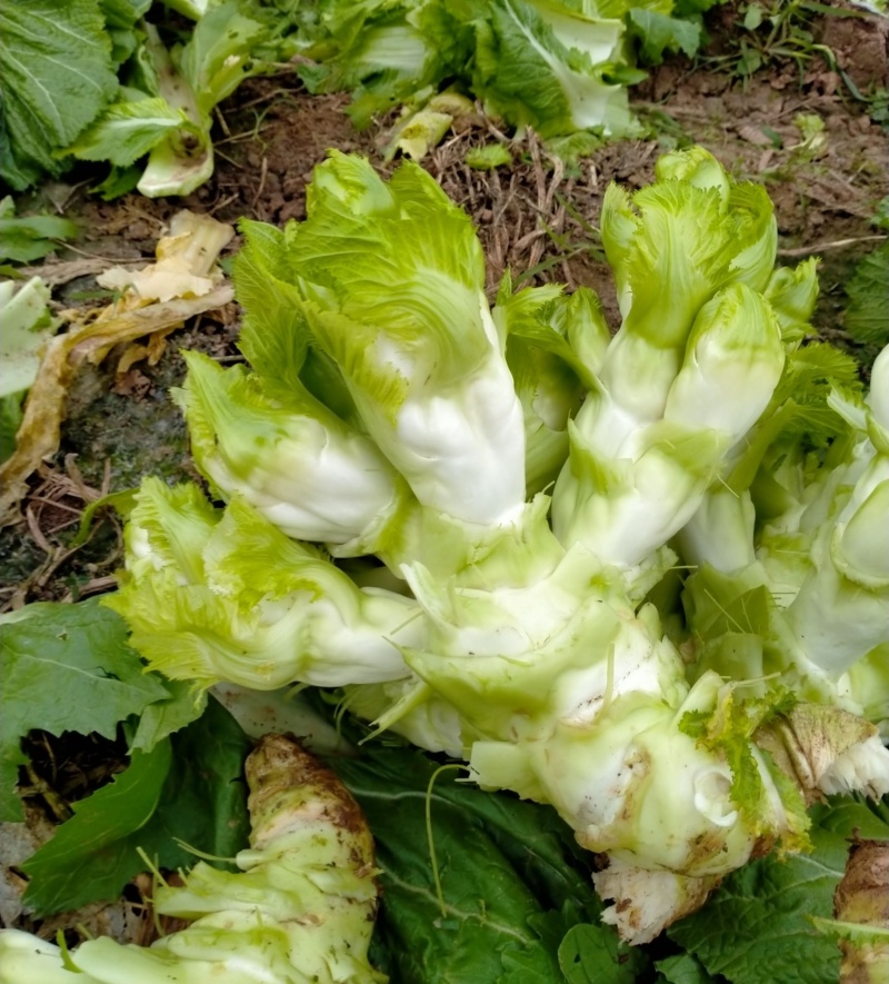 早妍早熟儿菜种子高产抗病耐抽薹脆嫩纤维少口感好菜园种蔬菜