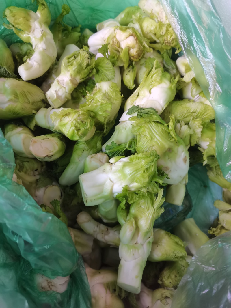 早妍早熟儿菜种子高产抗病耐抽薹脆嫩纤维少口感好菜园种蔬菜
