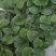 越夏黄瓜苗，高抗病毒，中条瓜，亮度好，量大价优