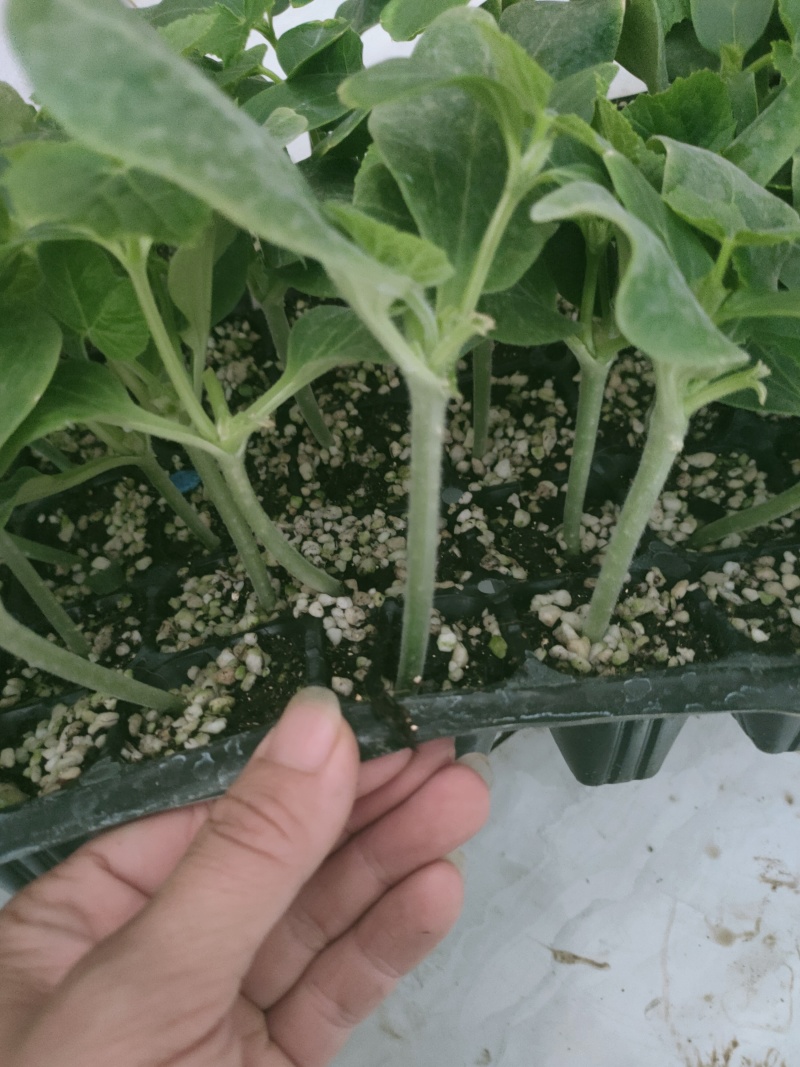 越夏黄瓜苗，高抗病毒，中条瓜，亮度好，量大价优