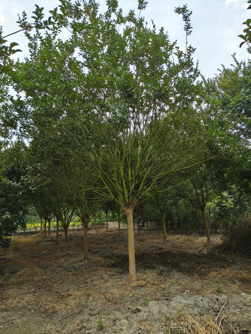精品紫薇树，米径10-15厘米，各种规格，基地批发