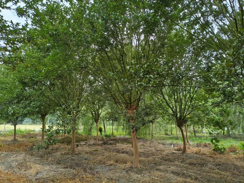 精品紫薇树，米径10-15厘米，各种规格，基地批发