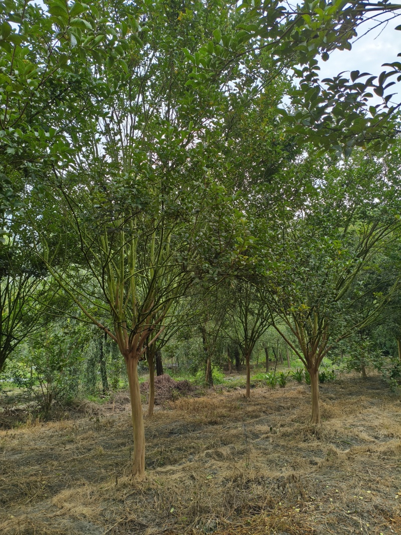 精品紫薇树，米径10-15厘米，各种规格，基地批发