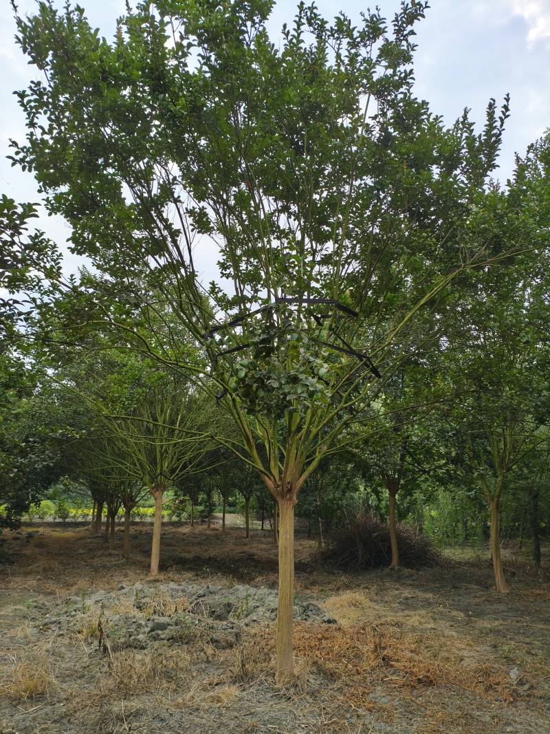 精品紫薇树，米径10-15厘米，各种规格，基地批发