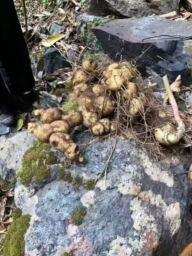 高品质九蒸九晒黄精产地直发品质保证全国包邮