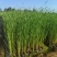 香蒲苗根状茎乳白色地上茎粗壮向上渐细易成活栽培