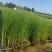 香蒲苗根状茎乳白色地上茎粗壮向上渐细易成活栽培