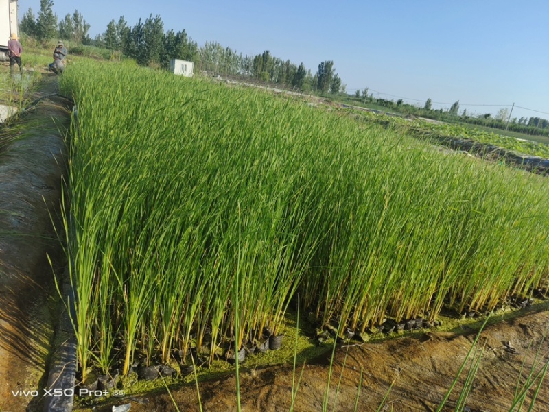 香蒲苗根状茎乳白色地上茎粗壮向上渐细易成活栽培