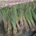 香蒲苗根状茎乳白色地上茎粗壮向上渐细易成活栽培